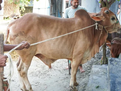 বড় নবাব