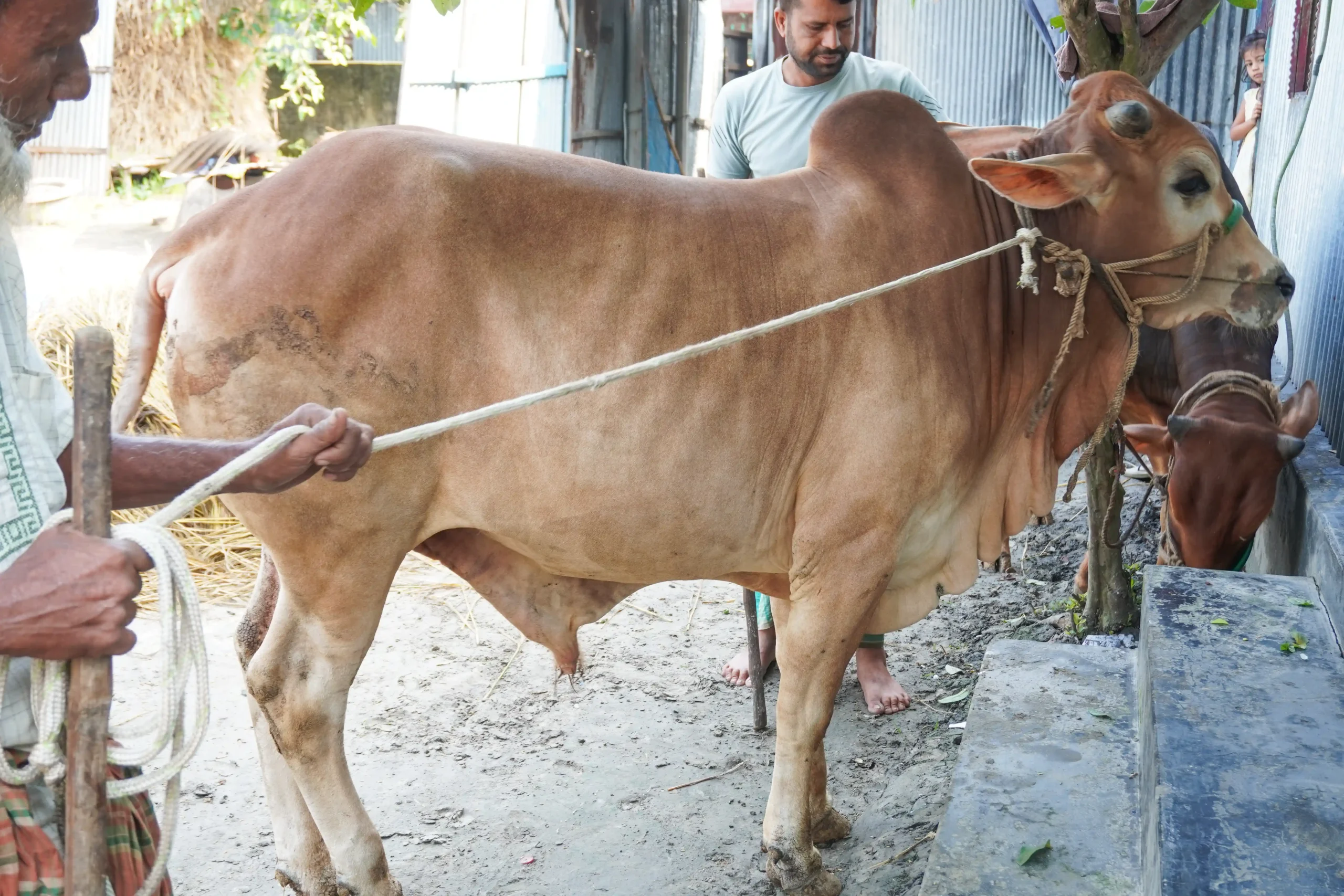 বড় নবাব
