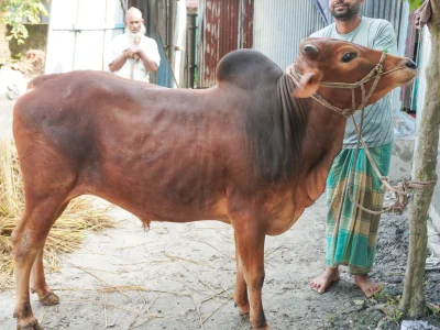 ছোট নবাব