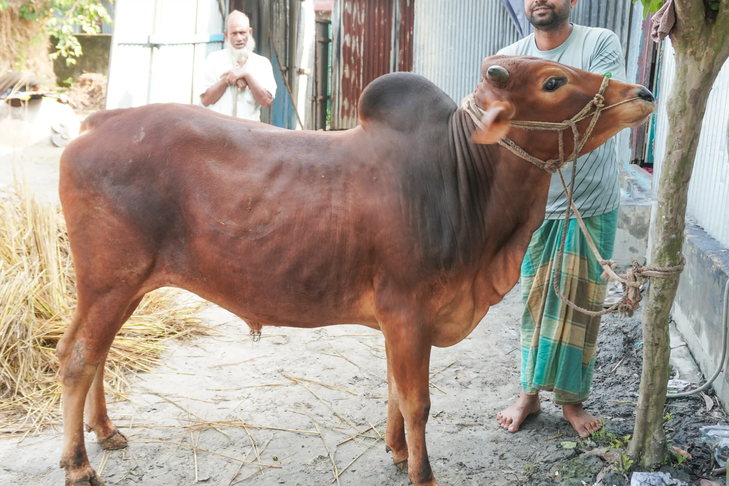ছোট নবাব