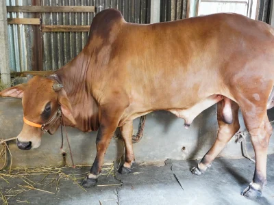 স্বপ্ন লাল
