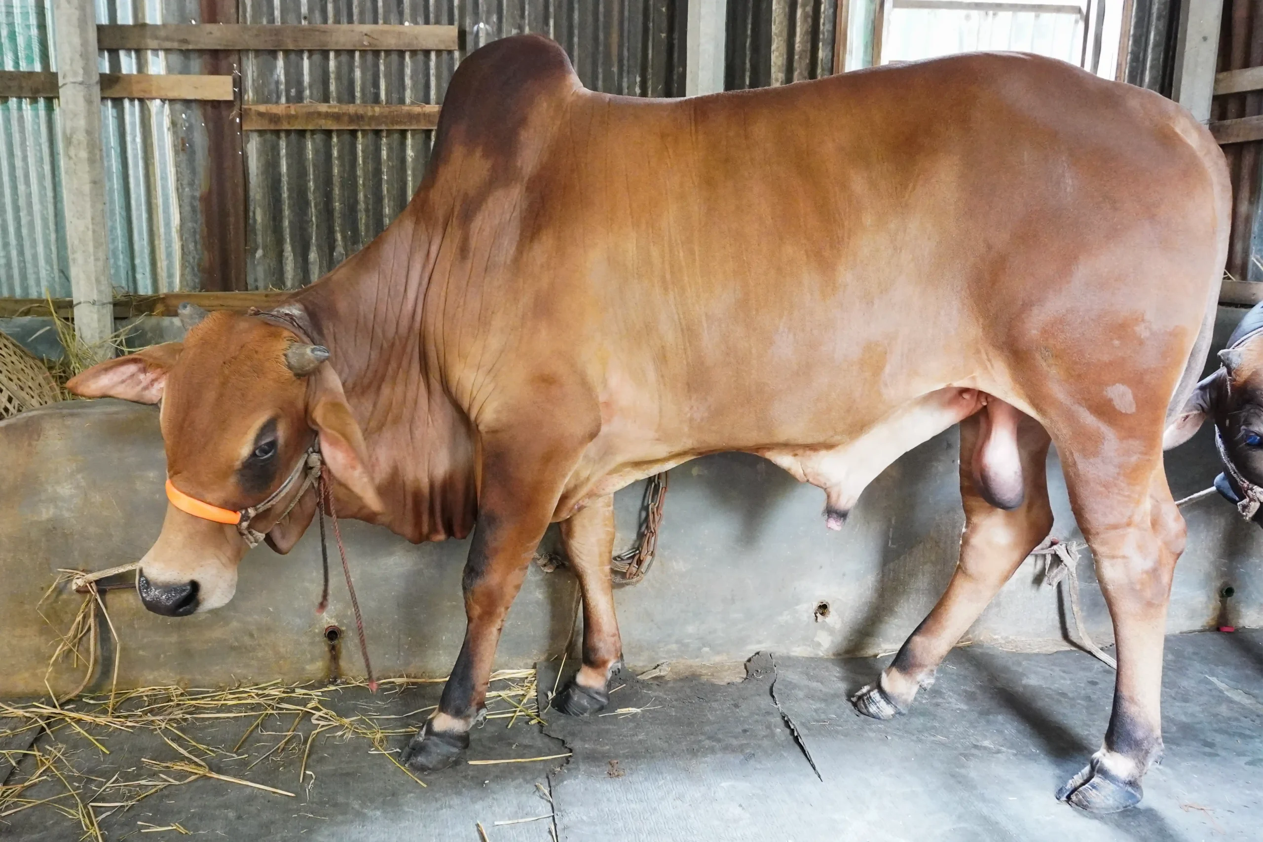 স্বপ্ন লাল