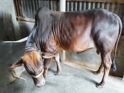 স্বপ্ন কালো