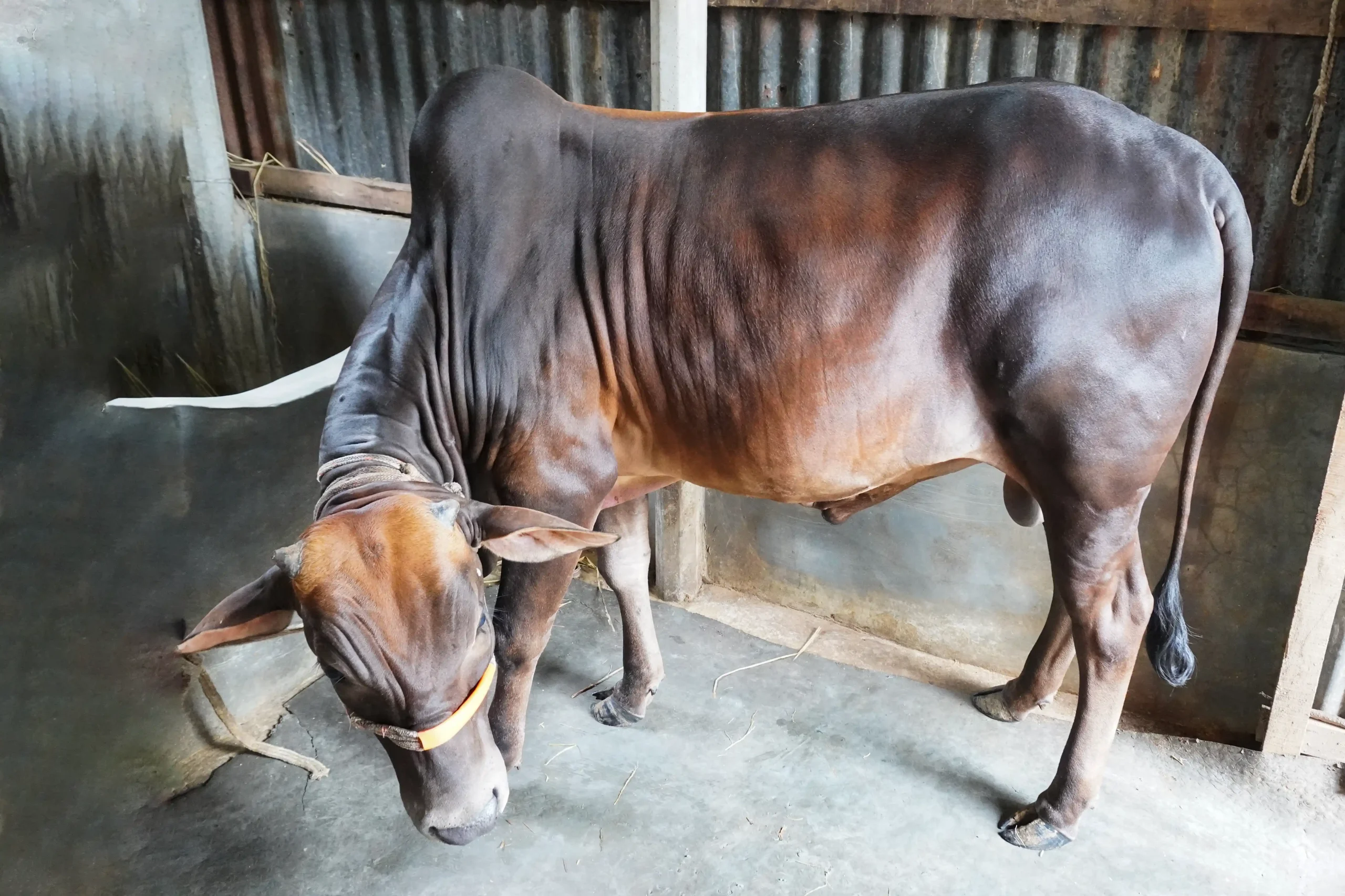 স্বপ্ন কালো