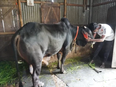 সোফোয়ান