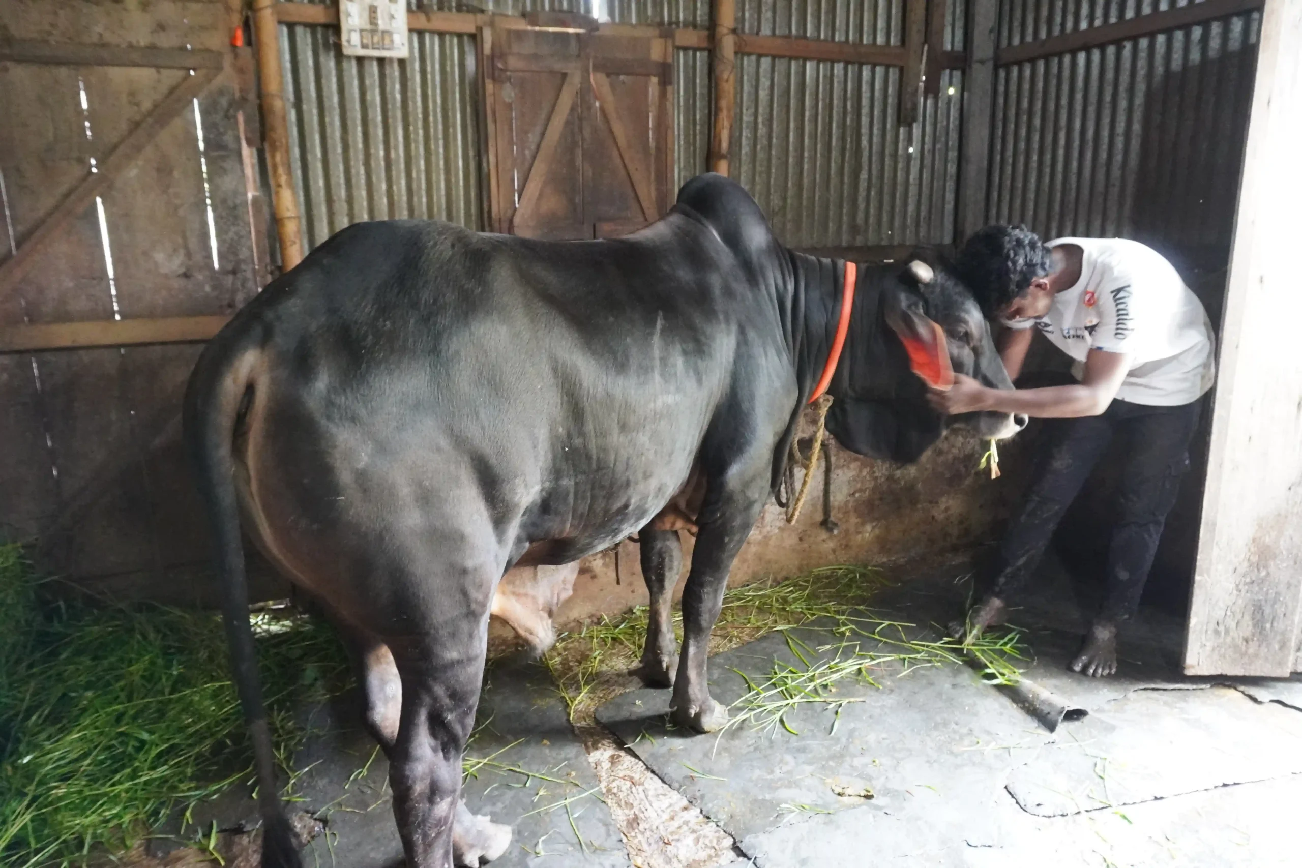 সোফোয়ান