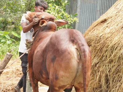 ছামিউল
