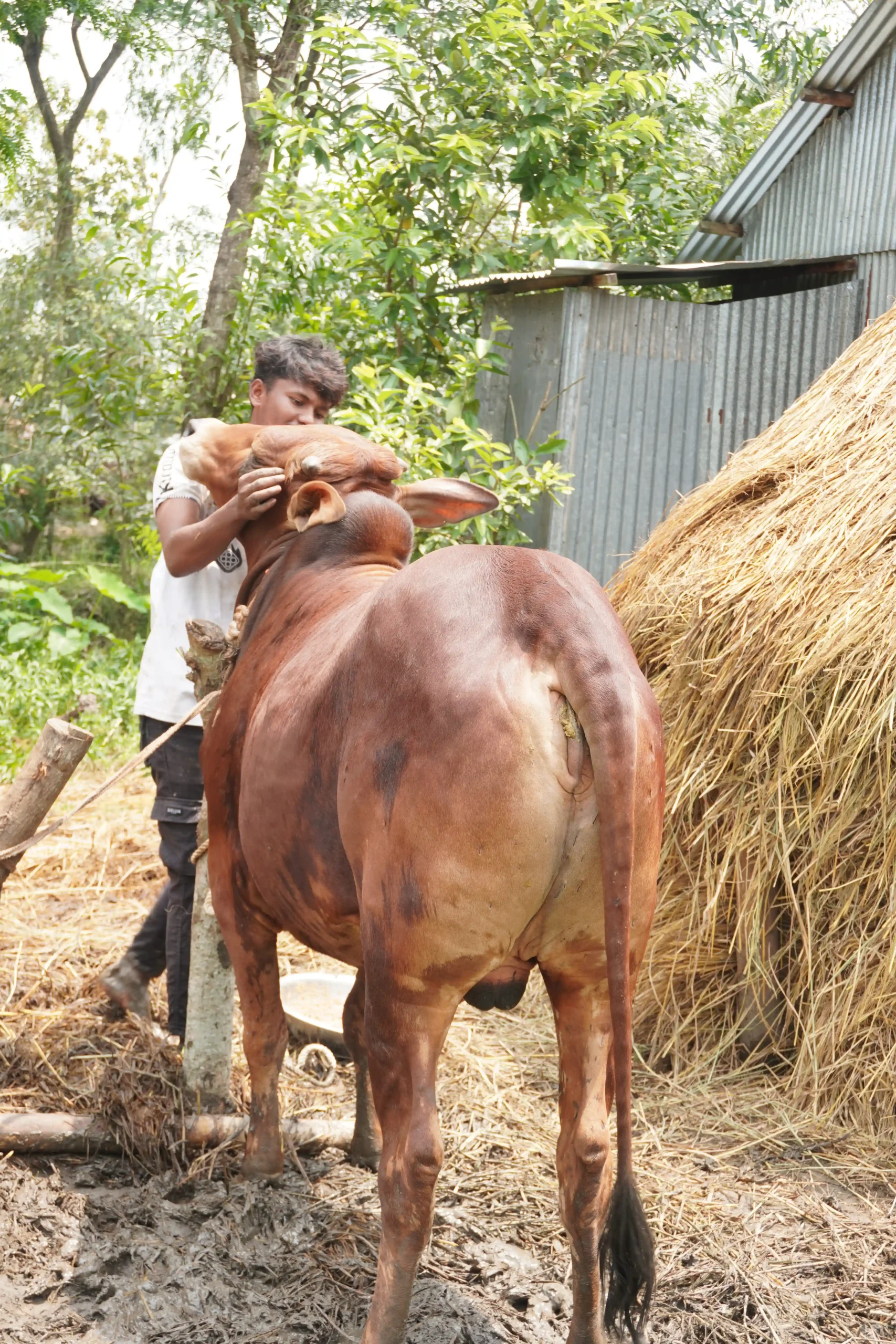 ছামিউল