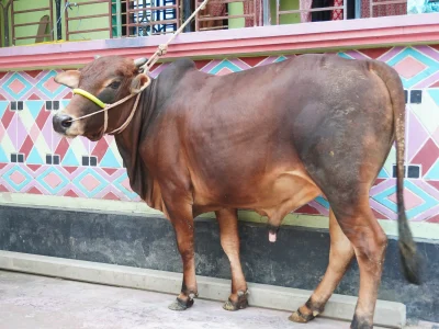 সুলতান