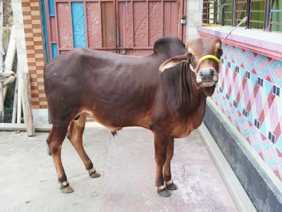 জনি সুলতান