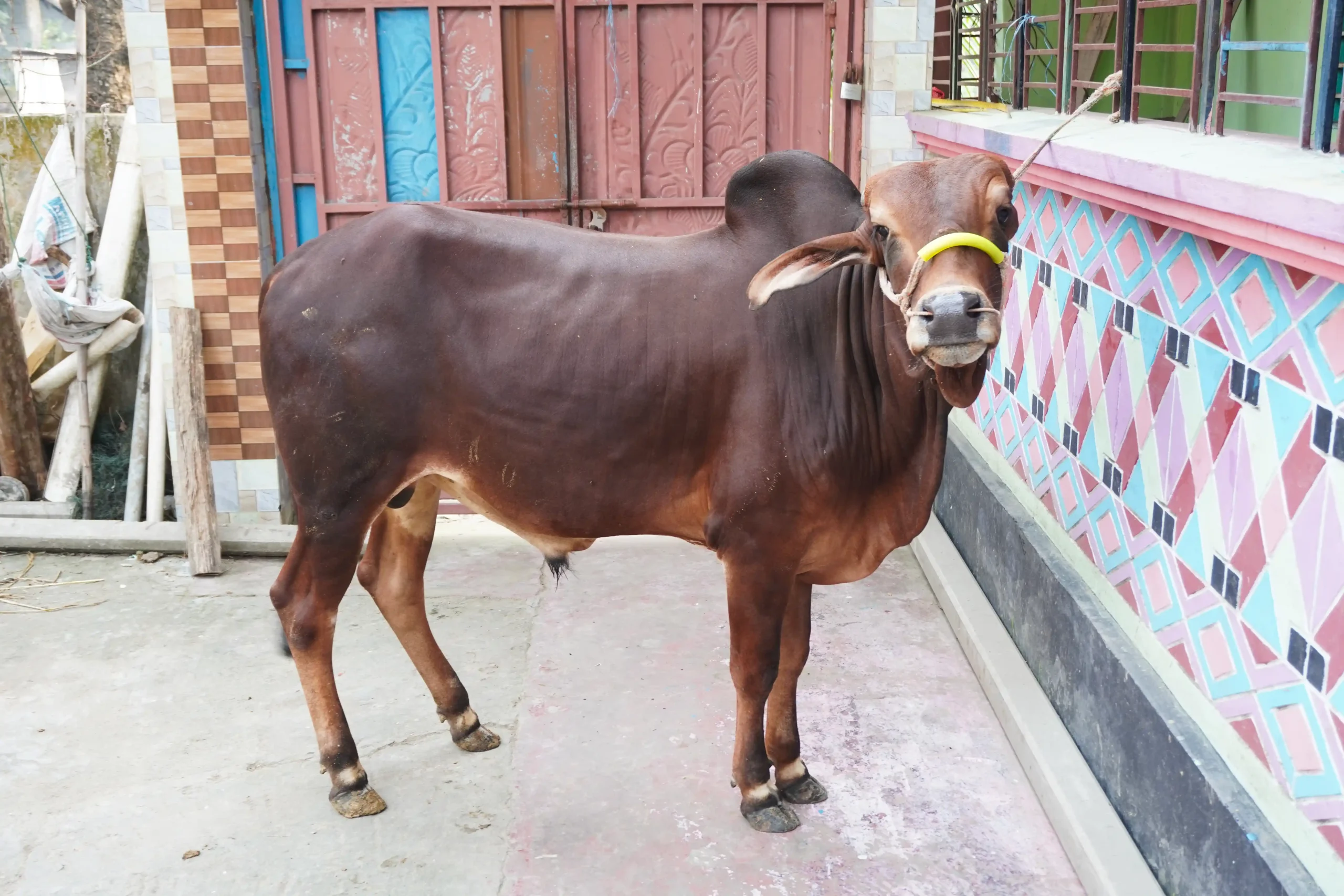 জনি সুলতান