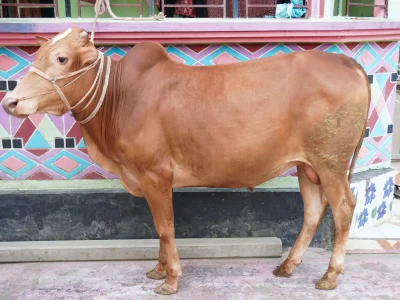 গোল্ডেন বস
