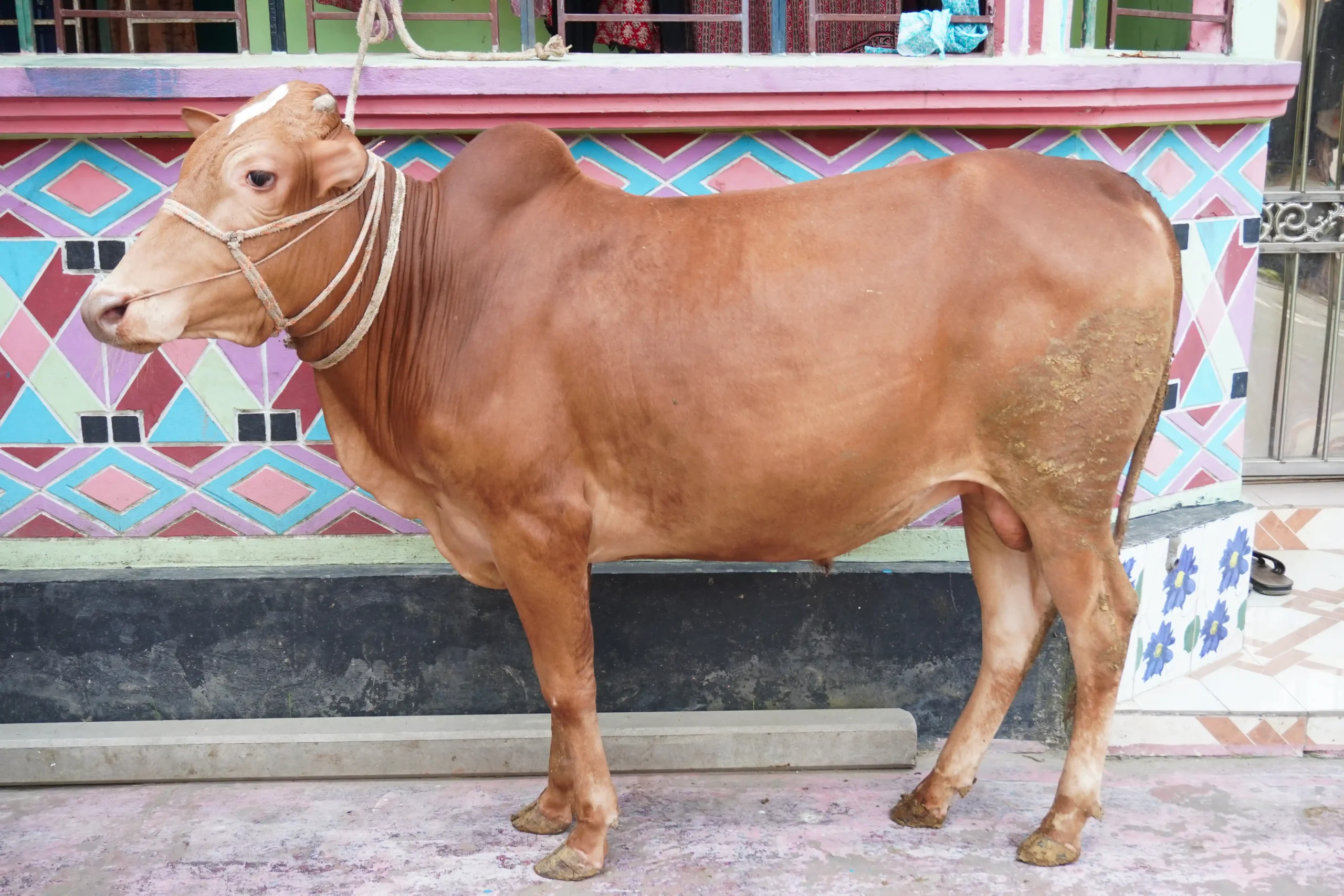 গোল্ডেন বস
