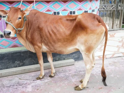 সোনালী রাণী