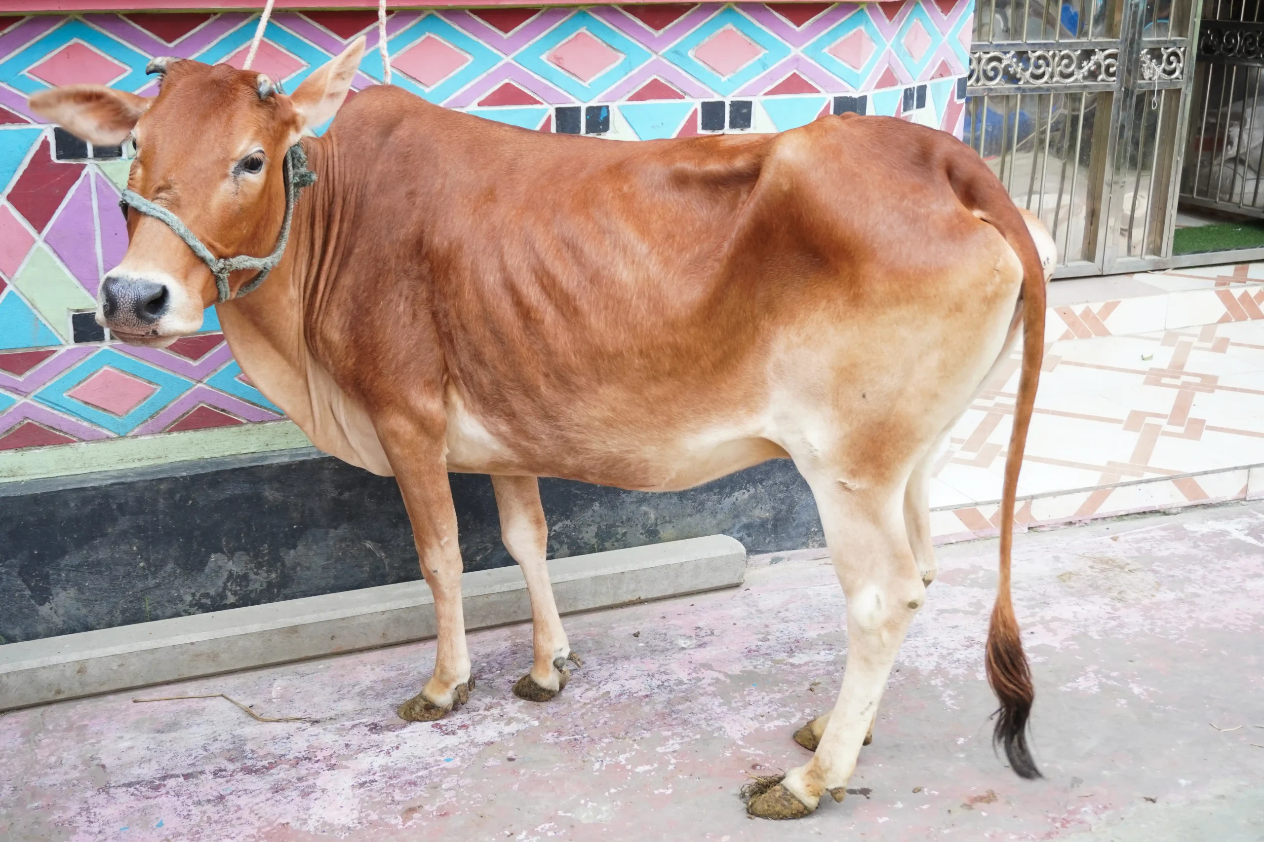 সোনালী রাণী